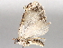  ( - BIOUG64458-H10)  @11 [ ] CreativeCommons - Attribution (2021) CBG Photography Group Centre for Biodiversity Genomics