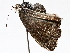 ( - BIOUG64459-A08)  @11 [ ] CreativeCommons - Attribution (2021) CBG Photography Group Centre for Biodiversity Genomics