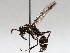  ( - BIOUG64459-C02)  @11 [ ] CreativeCommons - Attribution (2021) CBG Photography Group Centre for Biodiversity Genomics
