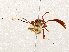  (crypMalaise01 malaise9827 - BIOUG64460-B05)  @11 [ ] CreativeCommons - Attribution (2021) Centre for Biodiversity Genomics Centre for Biodiversity Genomics