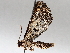  ( - BIOUG71252-D06)  @11 [ ] CreativeCommons - Attribution (2021) CBG Photography Group Centre for Biodiversity Genomics