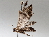  ( - BIOUG71252-D11)  @11 [ ] CreativeCommons - Attribution (2021) CBG Photography Group Centre for Biodiversity Genomics