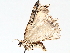  ( - BIOUG71252-E02)  @11 [ ] CreativeCommons - Attribution (2021) CBG Photography Group Centre for Biodiversity Genomics