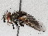  ( - BIOUG71252-G07)  @11 [ ] CreativeCommons - Attribution (2021) CBG Photography Group Centre for Biodiversity Genomics