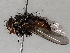  (Ptilodexia Malaise2460 - BIOUG71252-G11)  @11 [ ] CreativeCommons - Attribution (2021) CBG Photography Group Centre for Biodiversity Genomics