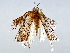  ( - BIOUG73018-B03)  @11 [ ] CreativeCommons - Attribution (2021) CBG Photography Group Centre for Biodiversity Genomics