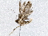  ( - BIOUG73018-C11)  @11 [ ] CreativeCommons - Attribution (2021) CBG Photography Group Centre for Biodiversity Genomics