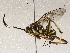  (crypMalaise01 Malaise8433 - BIOUG62724-G07)  @11 [ ] CreativeCommons - Attribution (2021) Centre for Biodiversity Genomics Centre for Biodiversity Genomics