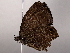  ( - BIOUG64398-C05)  @11 [ ] CreativeCommons - Attribution (2021) CBG Photography Group Centre for Biodiversity Genomics