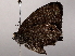  ( - BIOUG64398-C06)  @11 [ ] CreativeCommons - Attribution (2021) CBG Photography Group Centre for Biodiversity Genomics