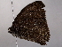  ( - BIOUG64398-C08)  @11 [ ] CreativeCommons - Attribution (2021) CBG Photography Group Centre for Biodiversity Genomics