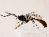  ( - BIOUG64400-F07)  @11 [ ] CreativeCommons - Attribution (2021) CBG Photography Group Centre for Biodiversity Genomics