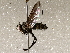  (Lixophaga Malaise8900 - BIOUG64461-H03)  @11 [ ] CreativeCommons - Attribution (2021) Centre for Biodiversity Genomics Centre for Biodiversity Genomics
