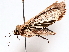  (Agrotis Malaise9815 - BIOUG71253-F01)  @11 [ ] CreativeCommons - Attribution (2021) CBG Photography Group Centre for Biodiversity Genomics