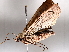  ( - BIOUG71253-F02)  @11 [ ] CreativeCommons - Attribution (2021) CBG Photography Group Centre for Biodiversity Genomics