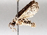  ( - BIOUG71253-F08)  @11 [ ] CreativeCommons - Attribution (2021) CBG Photography Group Centre for Biodiversity Genomics
