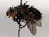  (Peleteria Malasie4446 - BIOUG71253-H03)  @11 [ ] CreativeCommons - Attribution (2021) CBG Photography Group Centre for Biodiversity Genomics