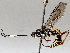  (crypMalaise01 Malaise6912 - BIOUG71254-E11)  @11 [ ] CreativeCommons - Attribution (2021) CBG Photography Group Centre for Biodiversity Genomics