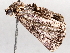  (Hypena Malaise8222 - BIOUG71254-H03)  @11 [ ] CreativeCommons - Attribution (2021) CBG Photography Group Centre for Biodiversity Genomics