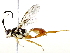  ( - BIOUG71255-C11)  @11 [ ] CreativeCommons - Attribution (2021) CBG Photography Group Centre for Biodiversity Genomics