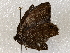  ( - BIOUG72909-E09)  @11 [ ] CreativeCommons - Attribution (2021) CBG Photography Group Centre for Biodiversity Genomics