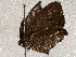  ( - BIOUG72909-F06)  @11 [ ] CreativeCommons - Attribution (2021) CBG Photography Group Centre for Biodiversity Genomics