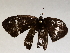  ( - BIOUG72909-F10)  @11 [ ] CreativeCommons - Attribution (2021) CBG Photography Group Centre for Biodiversity Genomics
