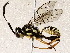  ( - BIOUG72911-H06)  @11 [ ] CreativeCommons - Attribution (2021) CBG Photography Group Centre for Biodiversity Genomics