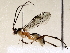  (ctenoMalaise01 Malaise7532 - BIOUG72911-H09)  @11 [ ] CreativeCommons - Attribution (2021) CBG Photography Group Centre for Biodiversity Genomics