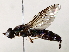  ( - BIOUG72912-B01)  @11 [ ] CreativeCommons - Attribution (2021) CBG Photography Group Centre for Biodiversity Genomics