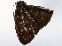  ( - BIOUG72956-E06)  @11 [ ] CreativeCommons - Attribution (2021) CBG Photography Group Centre for Biodiversity Genomics