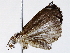  ( - BIOUG72956-G09)  @11 [ ] CreativeCommons - Attribution (2021) CBG Photography Group Centre for Biodiversity Genomics