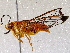  ( - BIOUG73020-H08)  @11 [ ] CreativeCommons - Attribution (2021) CBG Photography Group Centre for Biodiversity Genomics