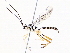  ( - BIOUG73021-C09)  @11 [ ] CreativeCommons - Attribution (2021) CBG Photography Group Centre for Biodiversity Genomics