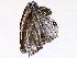  ( - BIOUG73021-H03)  @11 [ ] CreativeCommons - Attribution (2021) CBG Photography Group Centre for Biodiversity Genomics
