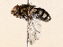  (Billaea Malaise0933 - BIOUG73022-B06)  @11 [ ] CreativeCommons - Attribution (2021) CBG Photography Group Centre for Biodiversity Genomics