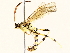 (Barichneumon Malaise6042 - BIOUG73022-D06)  @11 [ ] CreativeCommons - Attribution (2021) CBG Photography Group Centre for Biodiversity Genomics