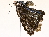  ( - BIOUG73022-H03)  @11 [ ] CreativeCommons - Attribution (2021) CBG Photography Group Centre for Biodiversity Genomics