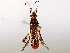  ( - BIOUG73023-A04)  @11 [ ] CreativeCommons - Attribution (2021) CBG Photography Group Centre for Biodiversity Genomics