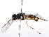  ( - BIOUG73023-B09)  @11 [ ] CreativeCommons - Attribution (2021) CBG Photography Group Centre for Biodiversity Genomics