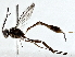  (ichMalaise01 Malaise1336 - BIOUG85460-E02)  @14 [ ] CreativeCommons - Attribution (2022) CBG Photography Group Centre for Biodiversity Genomics