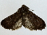  ( - BIOUG85485-B02)  @11 [ ] CreativeCommons - Attribution (2022) CBG Photography Group Centre for Biodiversity Genomics