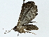  ( - BIOUG89943-B12)  @11 [ ] CreativeCommons - Attribution (2022) CBG Photography Group Centre for Biodiversity Genomics