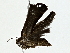  ( - BIOUG89943-D02)  @11 [ ] CreativeCommons - Attribution (2022) CBG Photography Group Centre for Biodiversity Genomics
