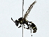  ( - BIOUG89944-F11)  @11 [ ] CreativeCommons - Attribution (2022) CBG Photography Group Centre for Biodiversity Genomics