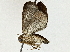  ( - BIOUG89944-H02)  @11 [ ] CreativeCommons - Attribution (2022) CBG Photography Group Centre for Biodiversity Genomics