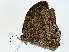  ( - BIOUG89945-A04)  @11 [ ] CreativeCommons - Attribution (2022) CBG Photography Group Centre for Biodiversity Genomics