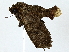  ( - BIOUG89945-A07)  @11 [ ] CreativeCommons - Attribution (2022) CBG Photography Group Centre for Biodiversity Genomics