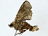 ( - BIOUG89945-A08)  @11 [ ] CreativeCommons - Attribution (2022) CBG Photography Group Centre for Biodiversity Genomics