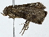  ( - BIOUG89945-A12)  @11 [ ] CreativeCommons - Attribution (2022) CBG Photography Group Centre for Biodiversity Genomics